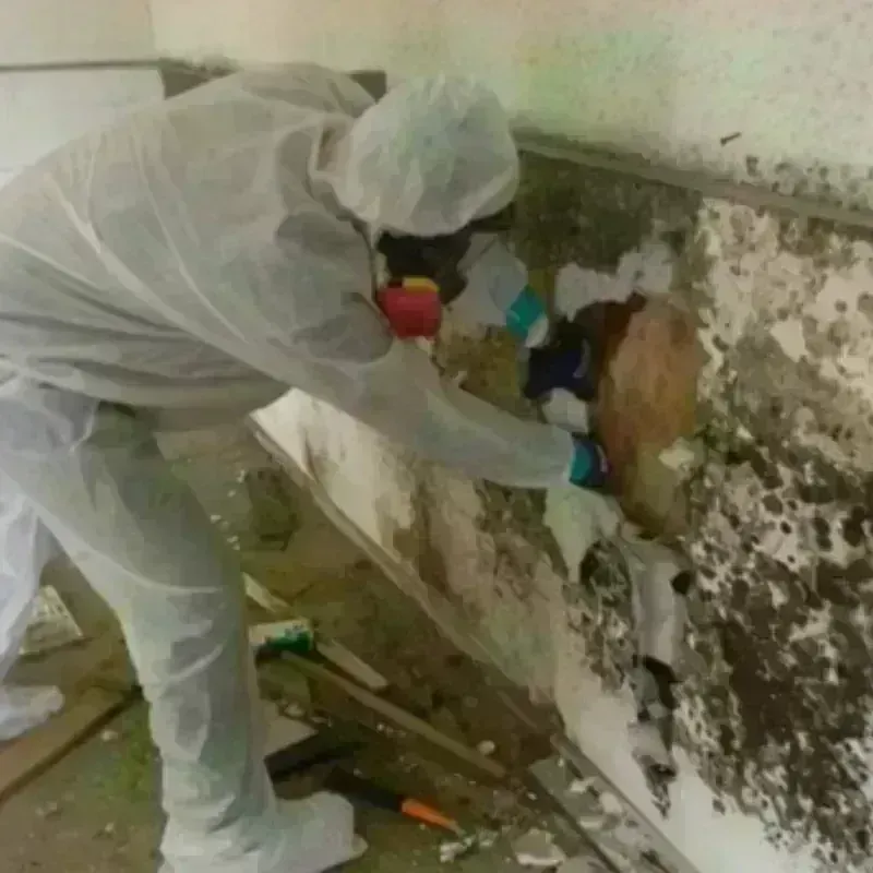 Mold Remediation and Removal in Collinsville, AL